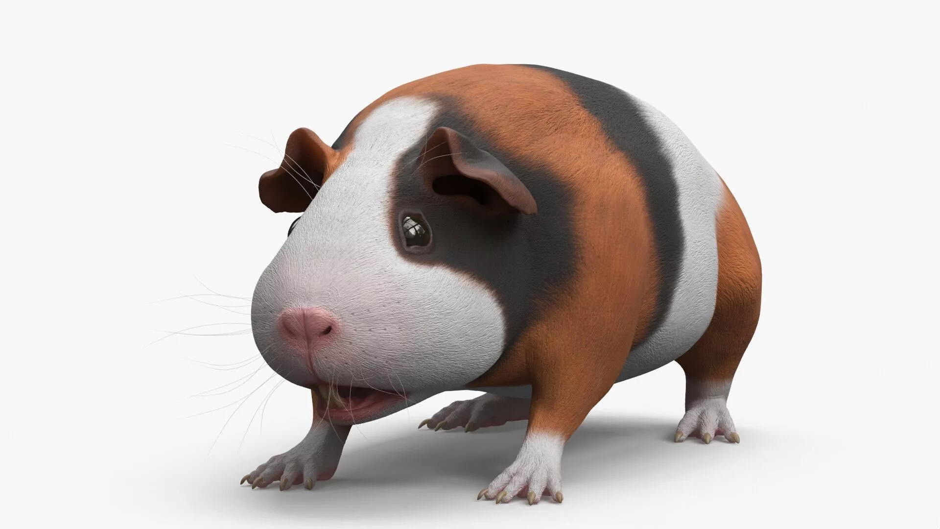 Tricolor Guinea Pig Short Hair Black Brown White Rigged 3D model