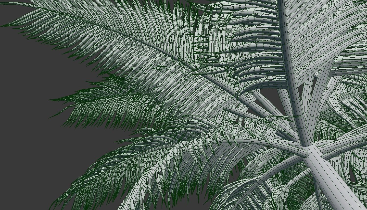 Palm Trees 3D model_4