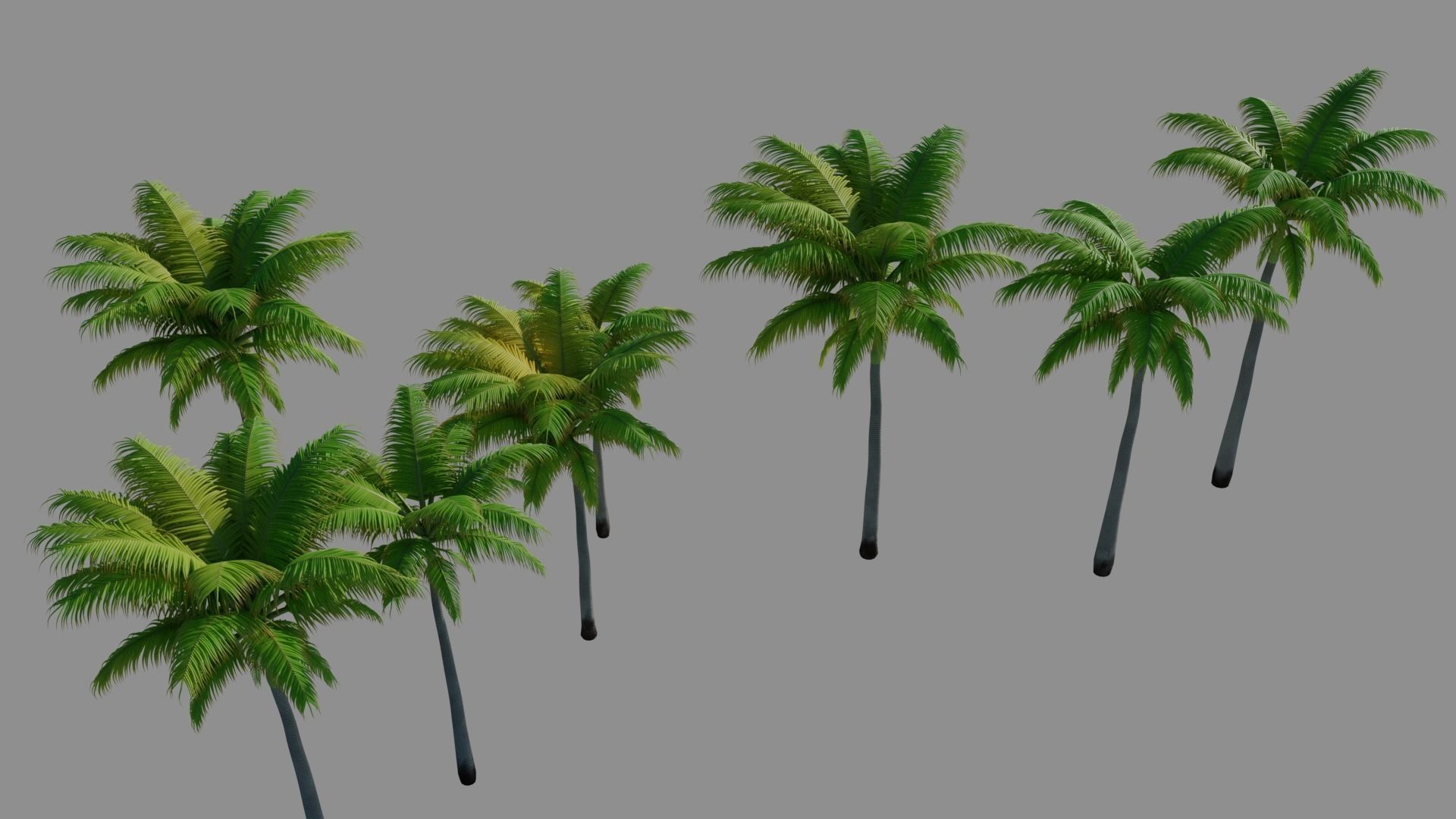 Palm Trees 3D model_2