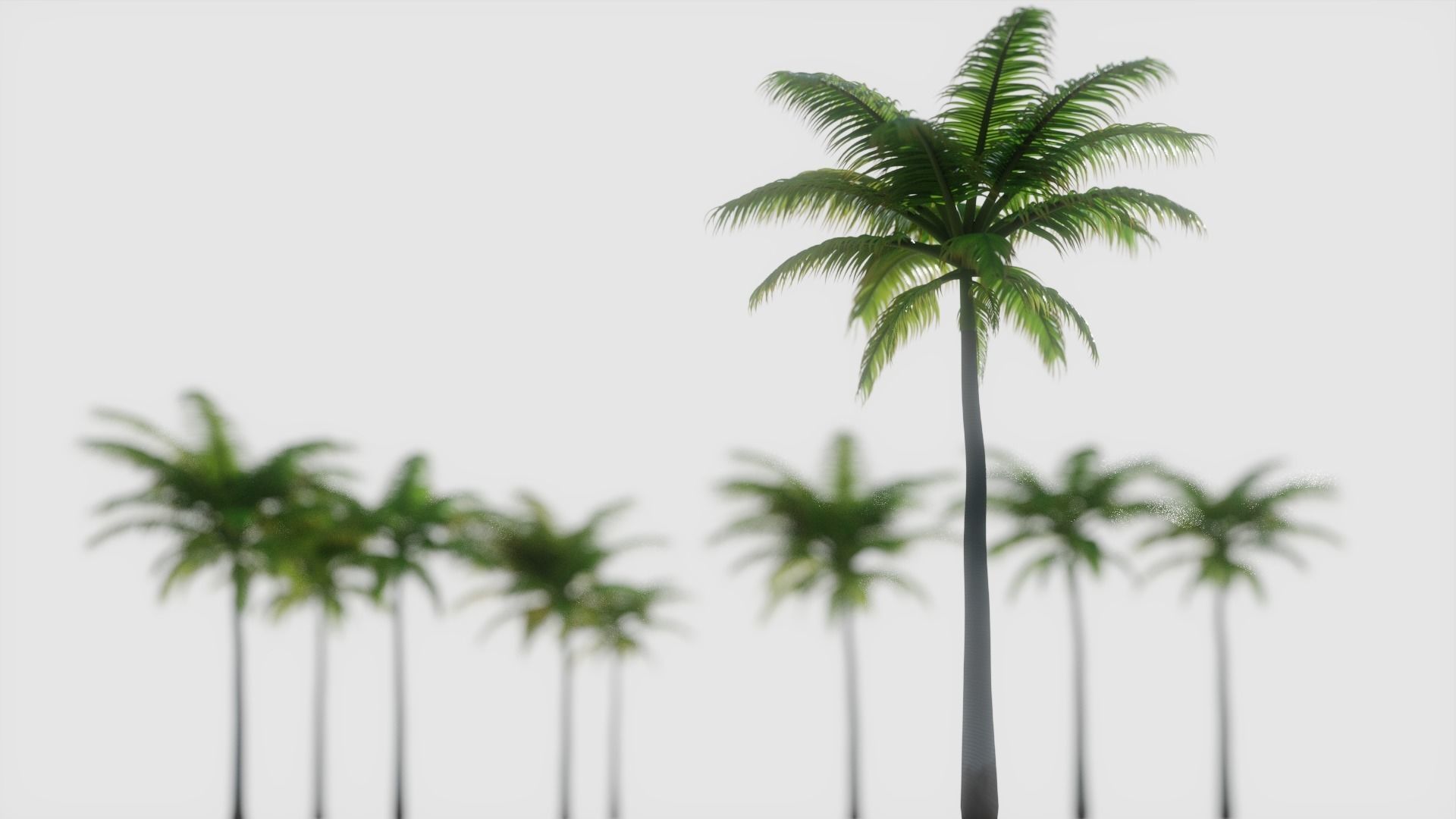 Palm Trees 3D model_1