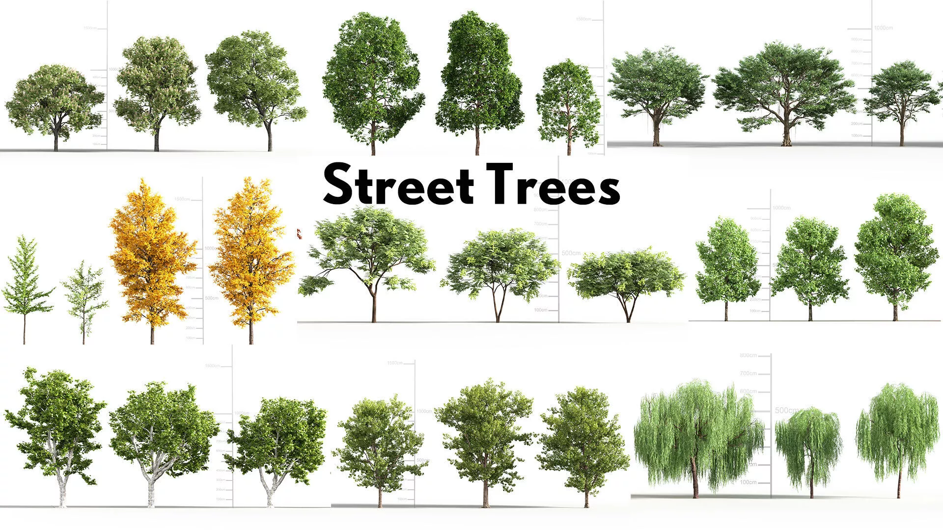 Street Trees Collection 3D model