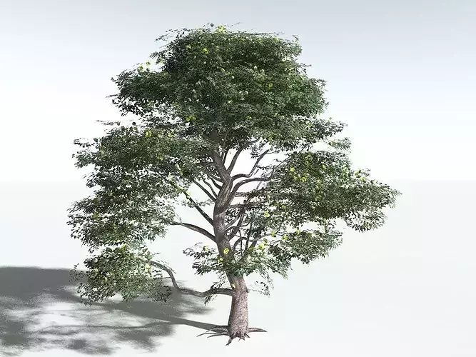 EVERYPlant Portia Tree