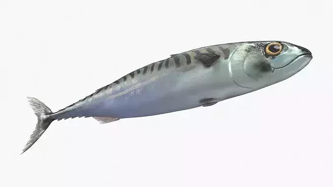 Mackerel Fish 3D model 4