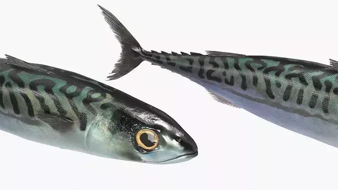Mackerel Fish 3D model 5