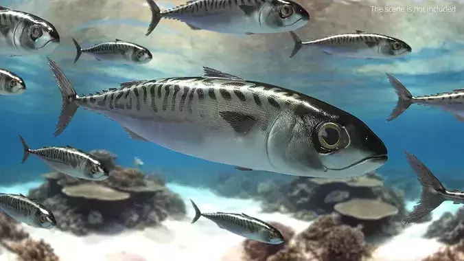 Mackerel Fish 3D model 2