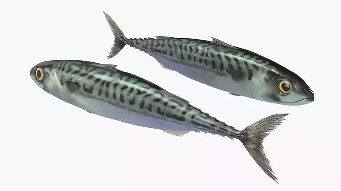 Mackerel Fish 3D model