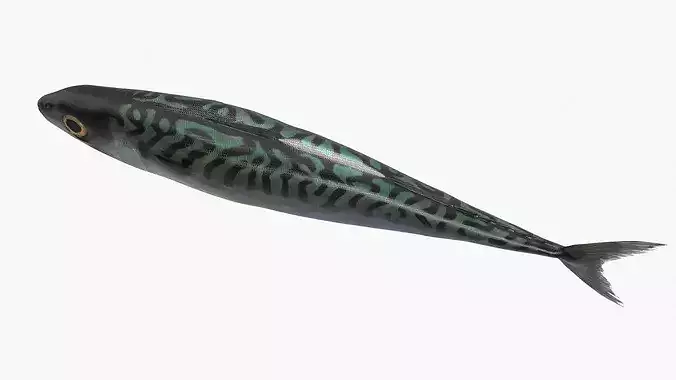 Mackerel Fish 3D model 3