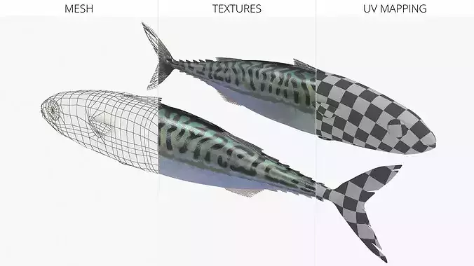 Mackerel Fish 3D model 6
