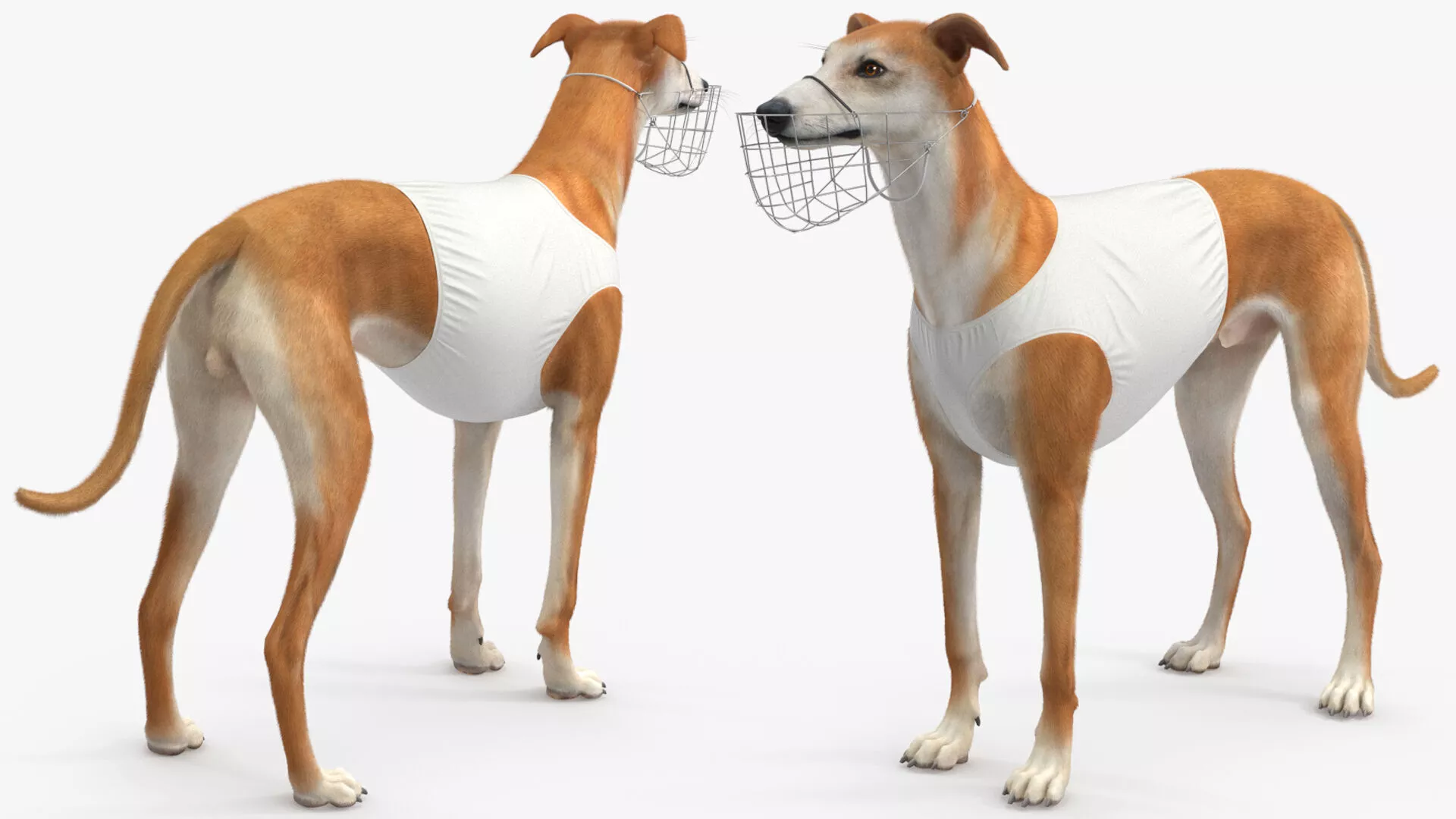 Racing Greyhound Male Fawn with Vest and Muzzle Fur 3D model