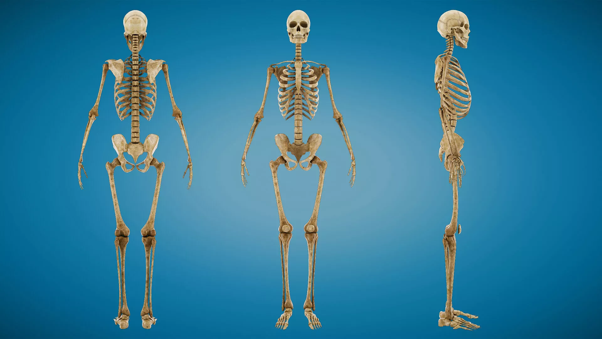 Anatomy Human Skeleton 3D model