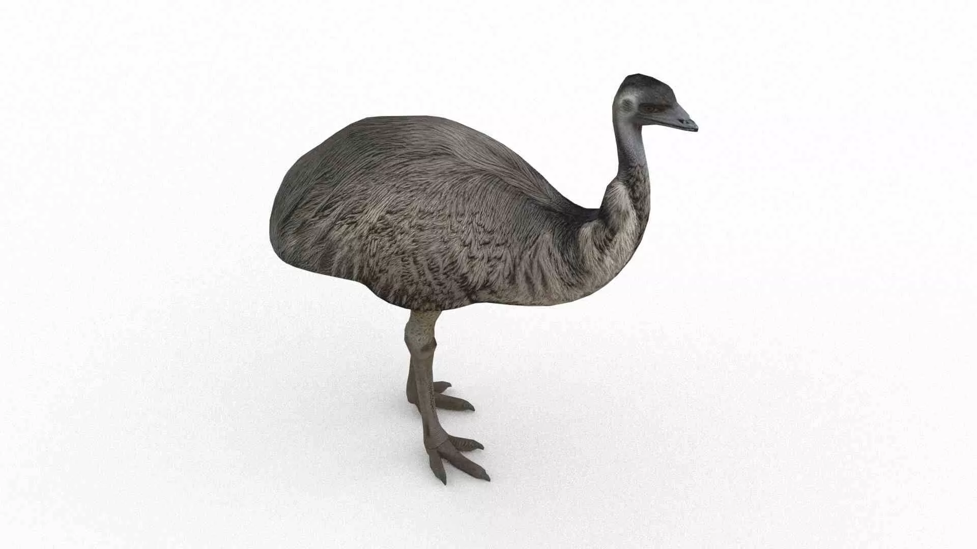 Emu bird Low-poly 3D model