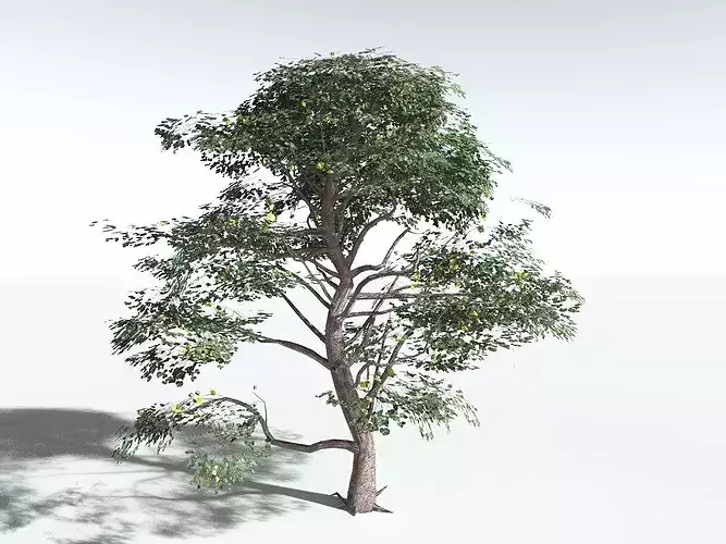 EVERYPlant Portia Tree LowPoly