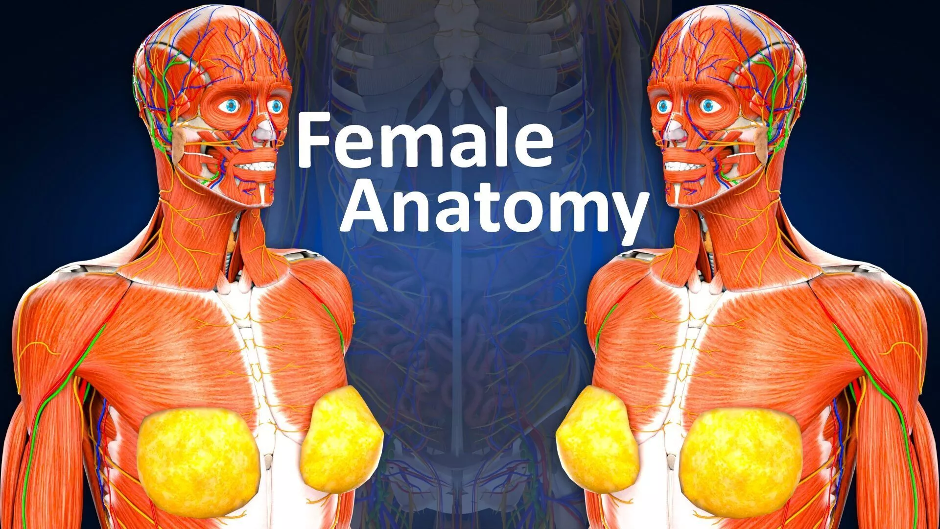 Complete Female Anatomy 3D model | CGTrader