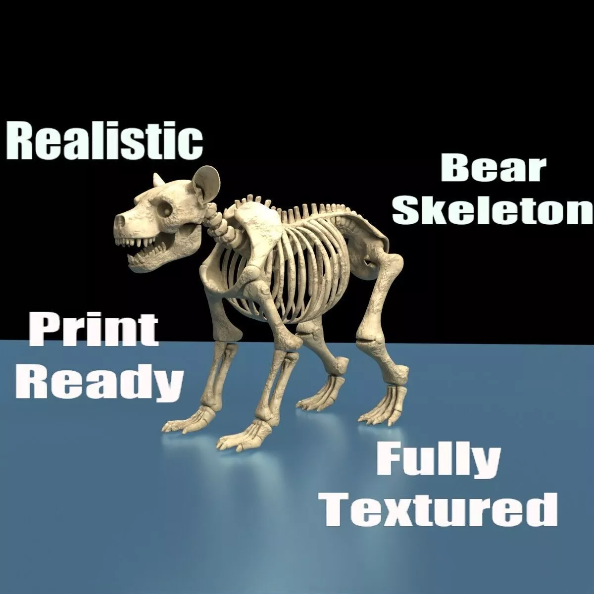 Realistic Bear Skeleton Anatomy 3D Print Model 3D print model