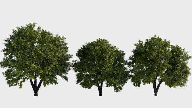 Generic trees 3D model