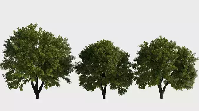 Generic trees 3D model