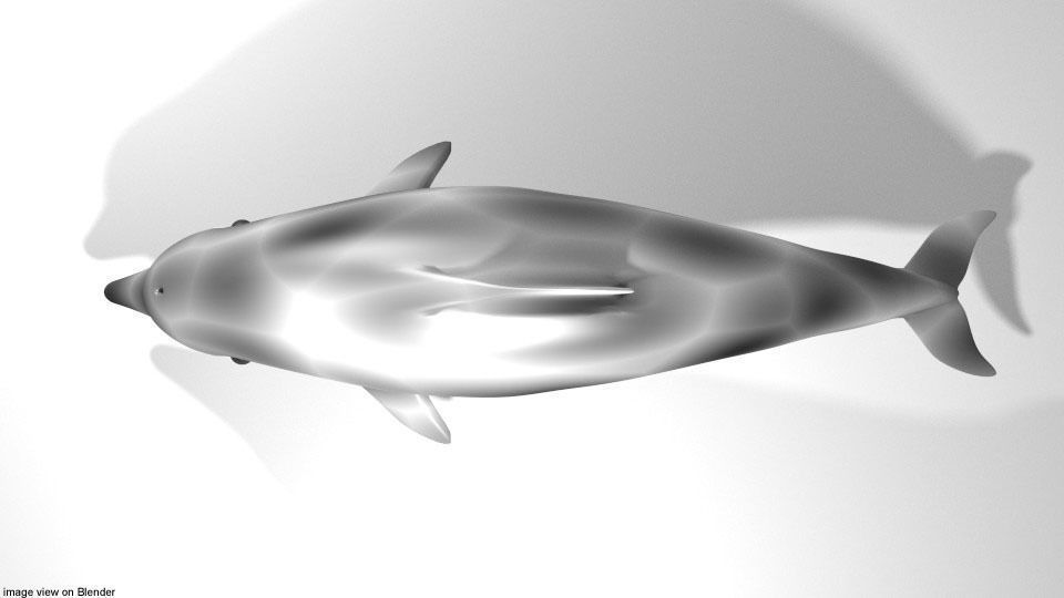 Dolphin - Coastal 3D model_2