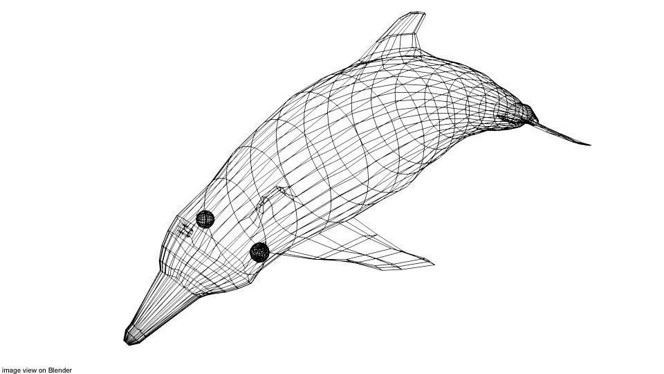 Dolphin - Coastal 3D model_3