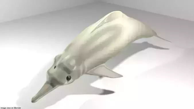 Dolphin - River 3D model