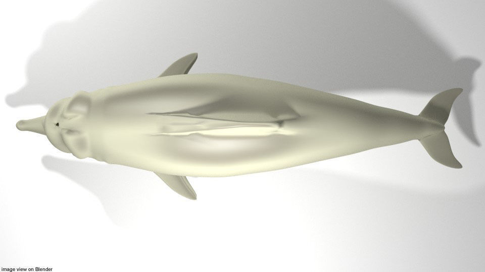 Dolphin - River 3D model_2