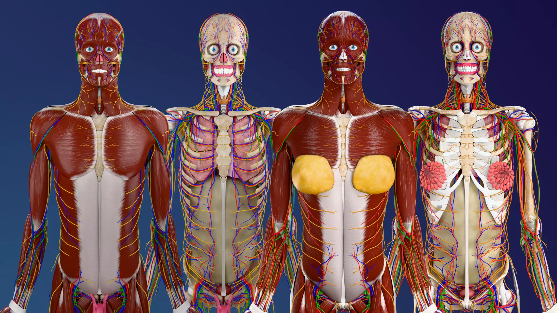 Male and Female Anatomy 3D model