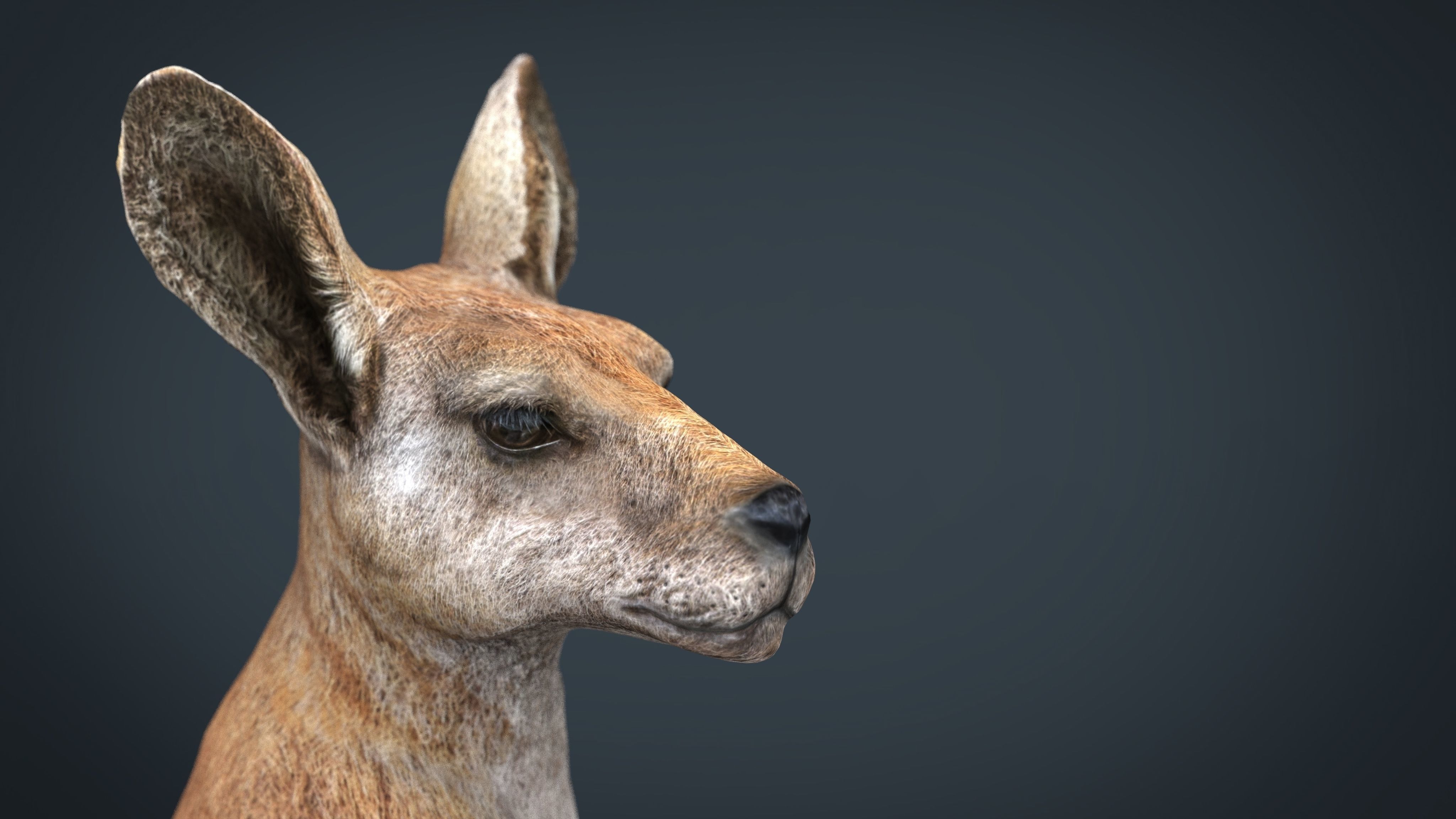 KANGAROO Low-poly 3D model_6