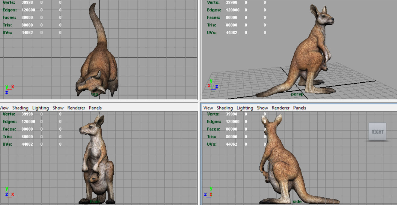 KANGAROO Low-poly 3D model_9