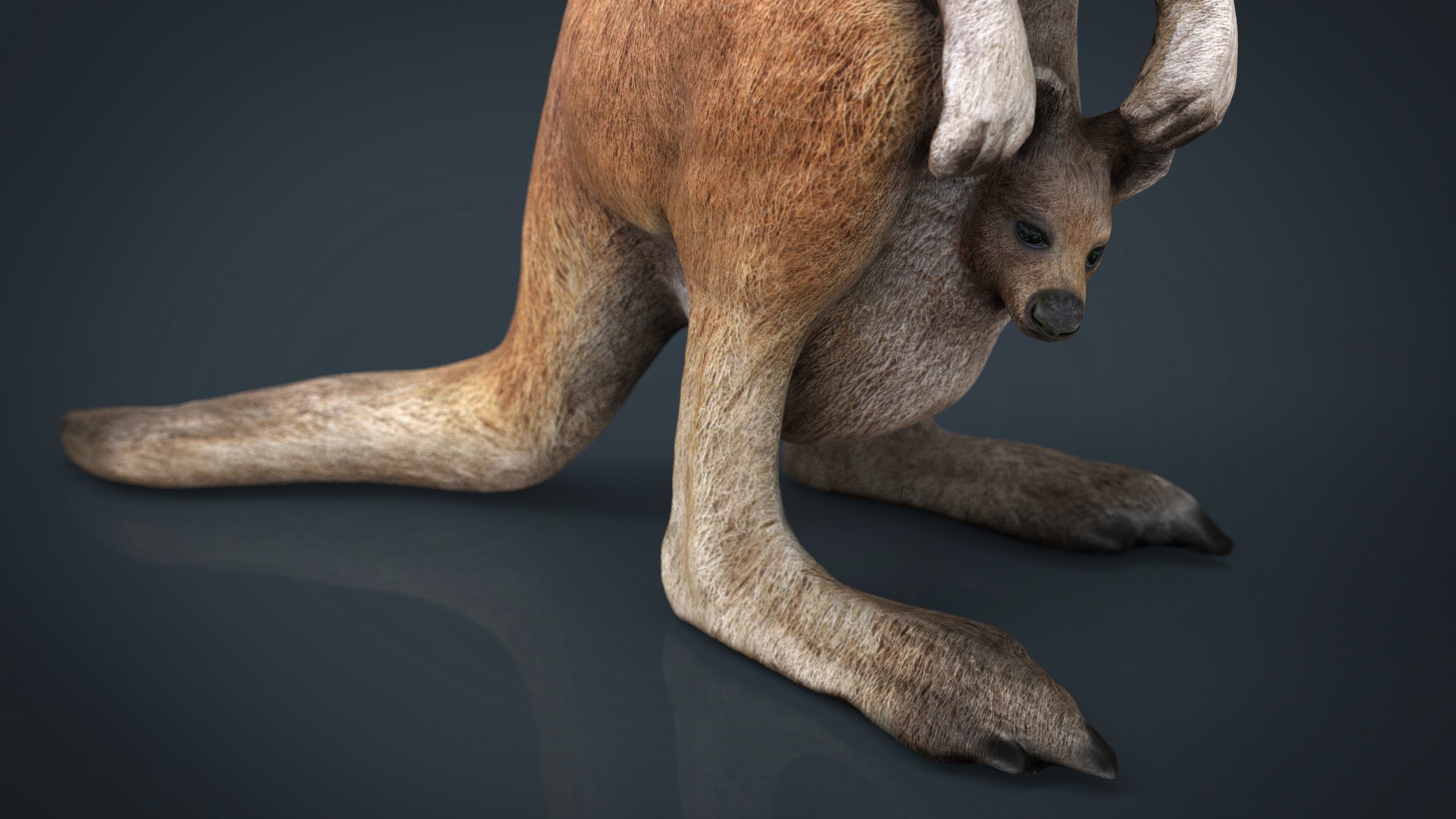 KANGAROO Low-poly 3D model_17