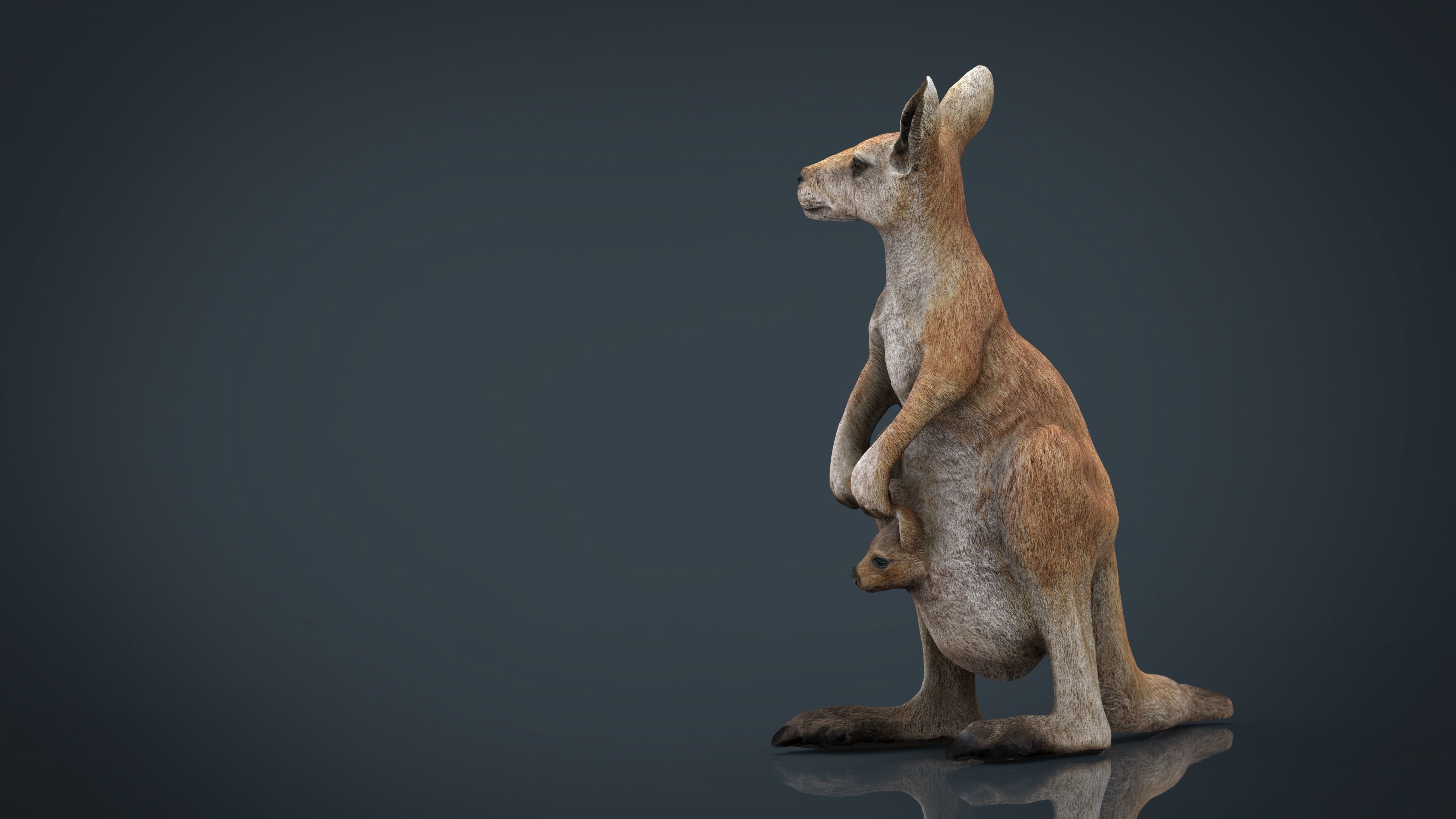KANGAROO Low-poly 3D model_10