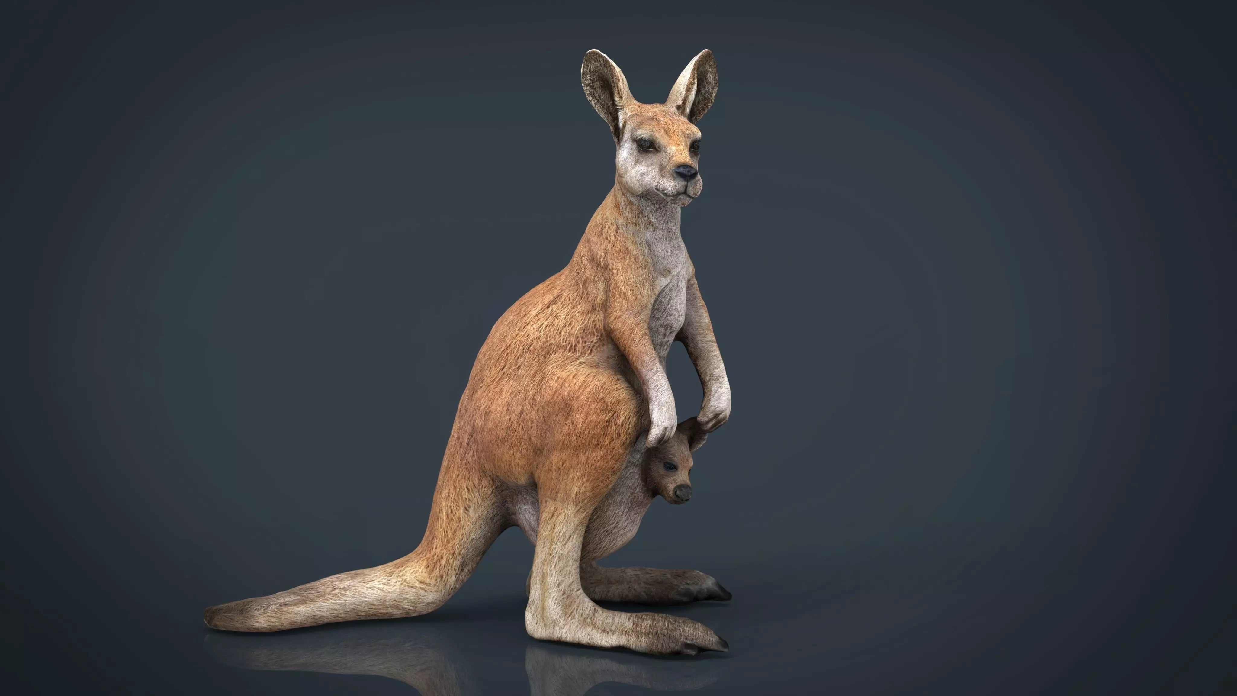 KANGAROO Low-poly 3D model_0