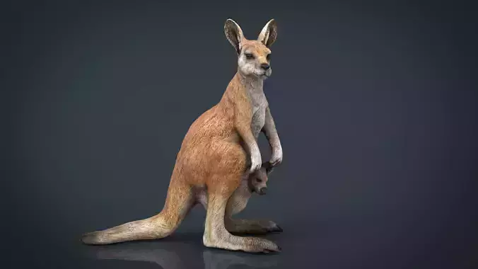 KANGAROO Low-poly 3D model