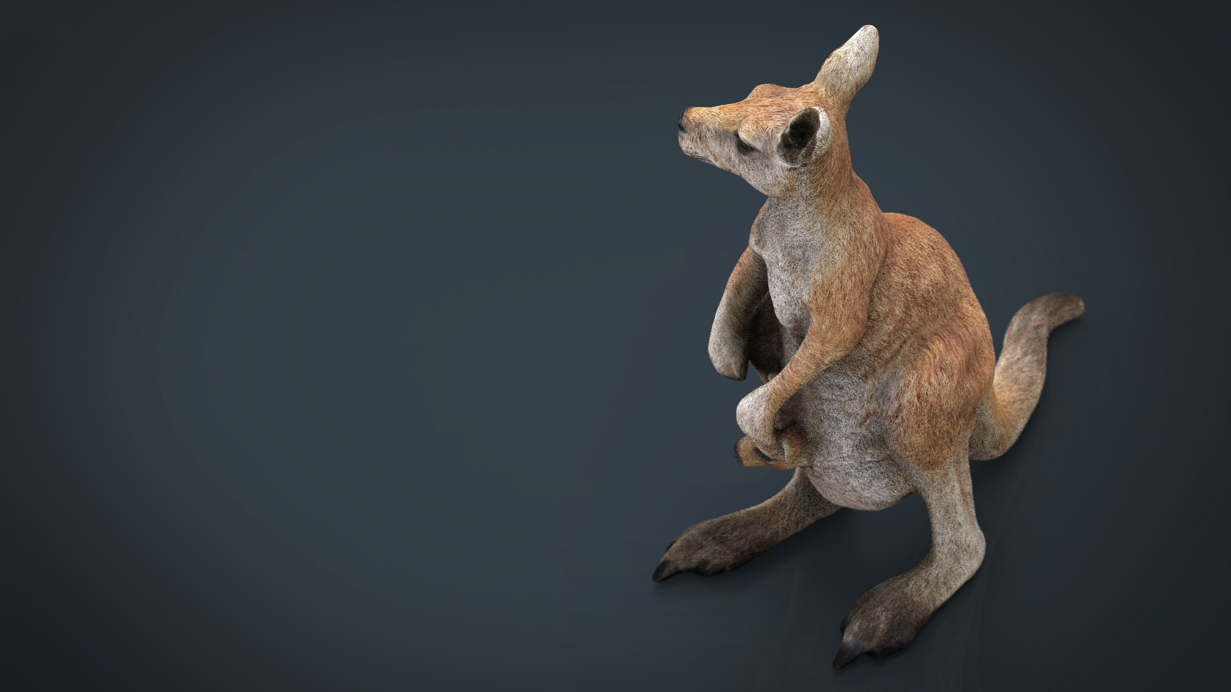 KANGAROO Low-poly 3D model_5