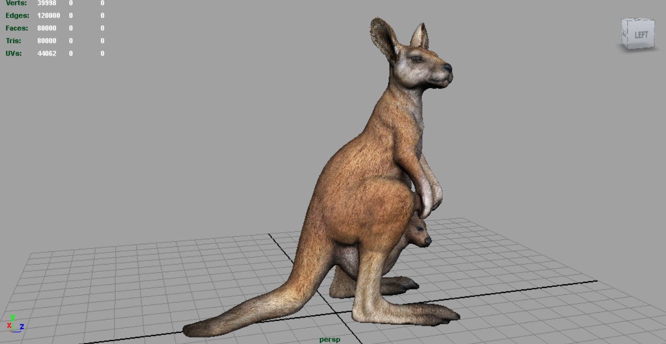 KANGAROO Low-poly 3D model_4