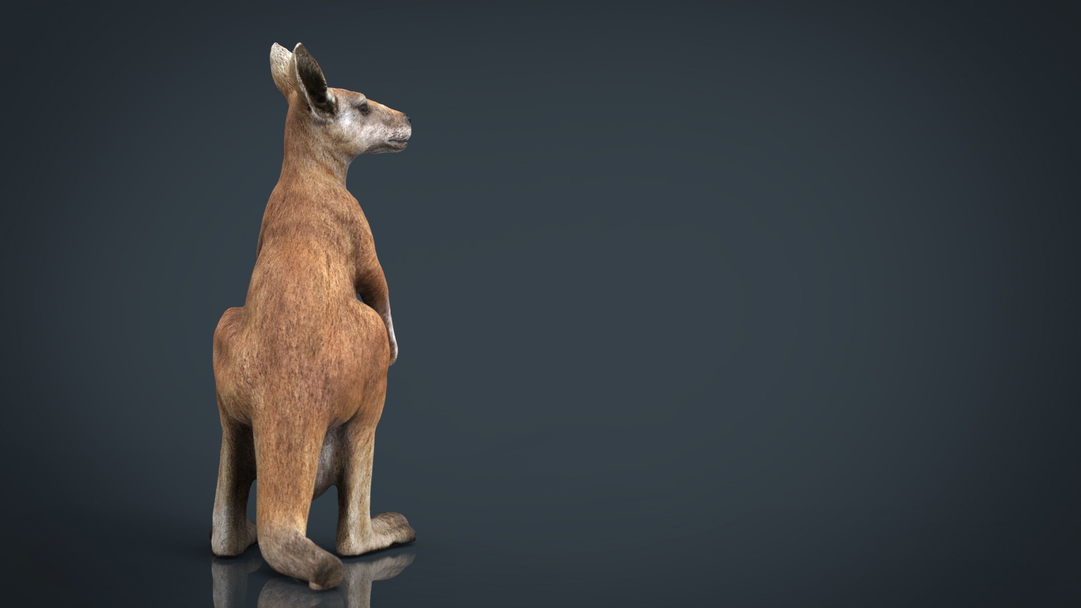 KANGAROO Low-poly 3D model_7