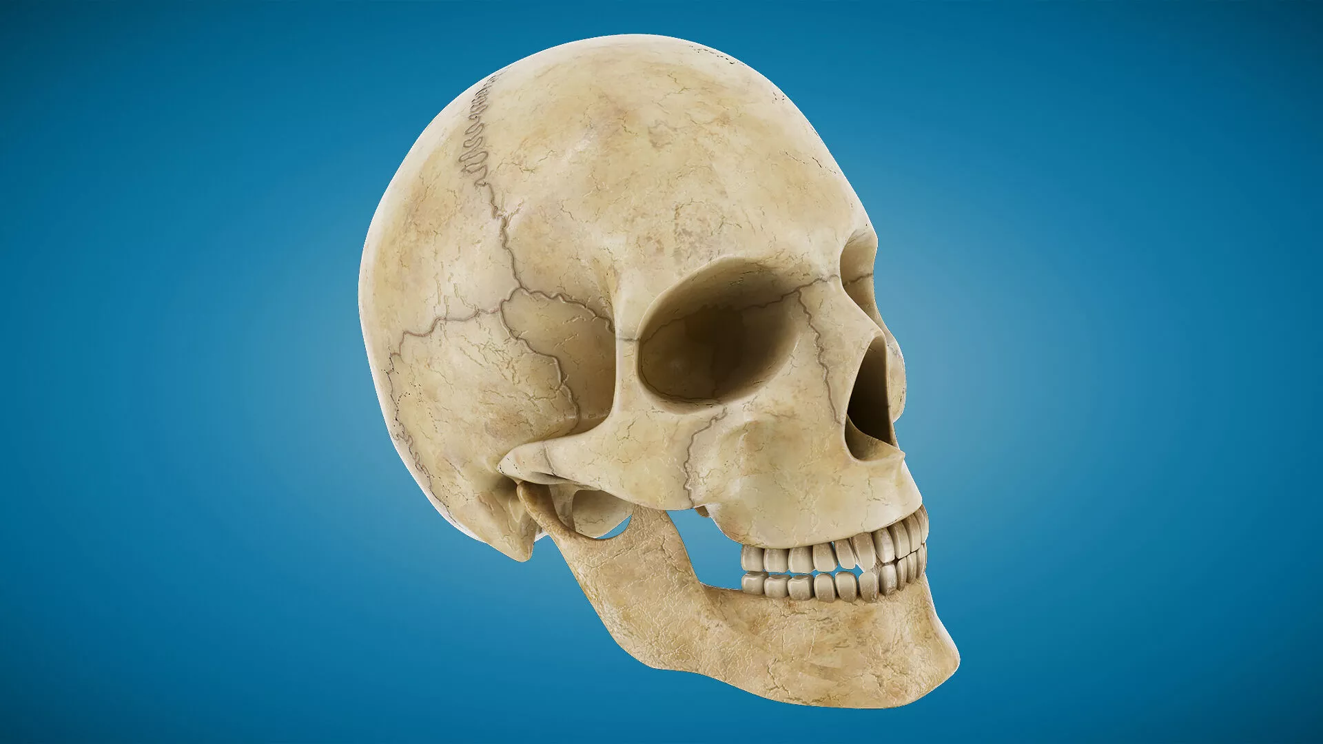 Human Skull 3D model