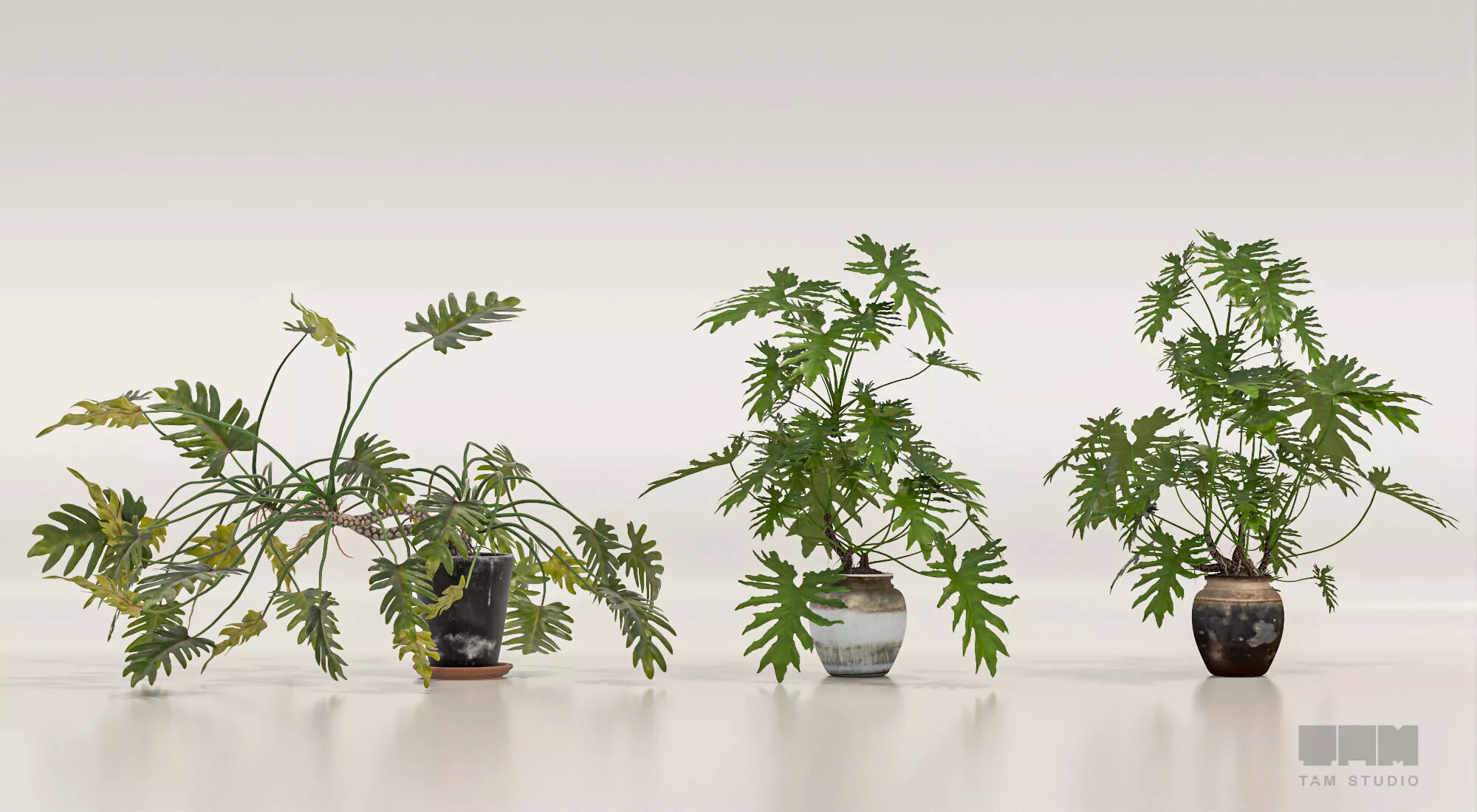 Realistic Philodendron Selloum Potted Plants 3D model