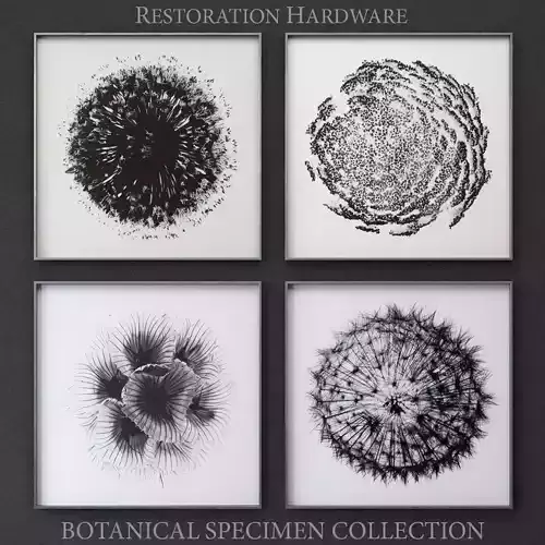 RH BOTANICAL SPECIMEN COLLECTION Framed