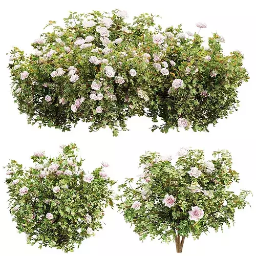 Rose Bushes Collection Vol 426