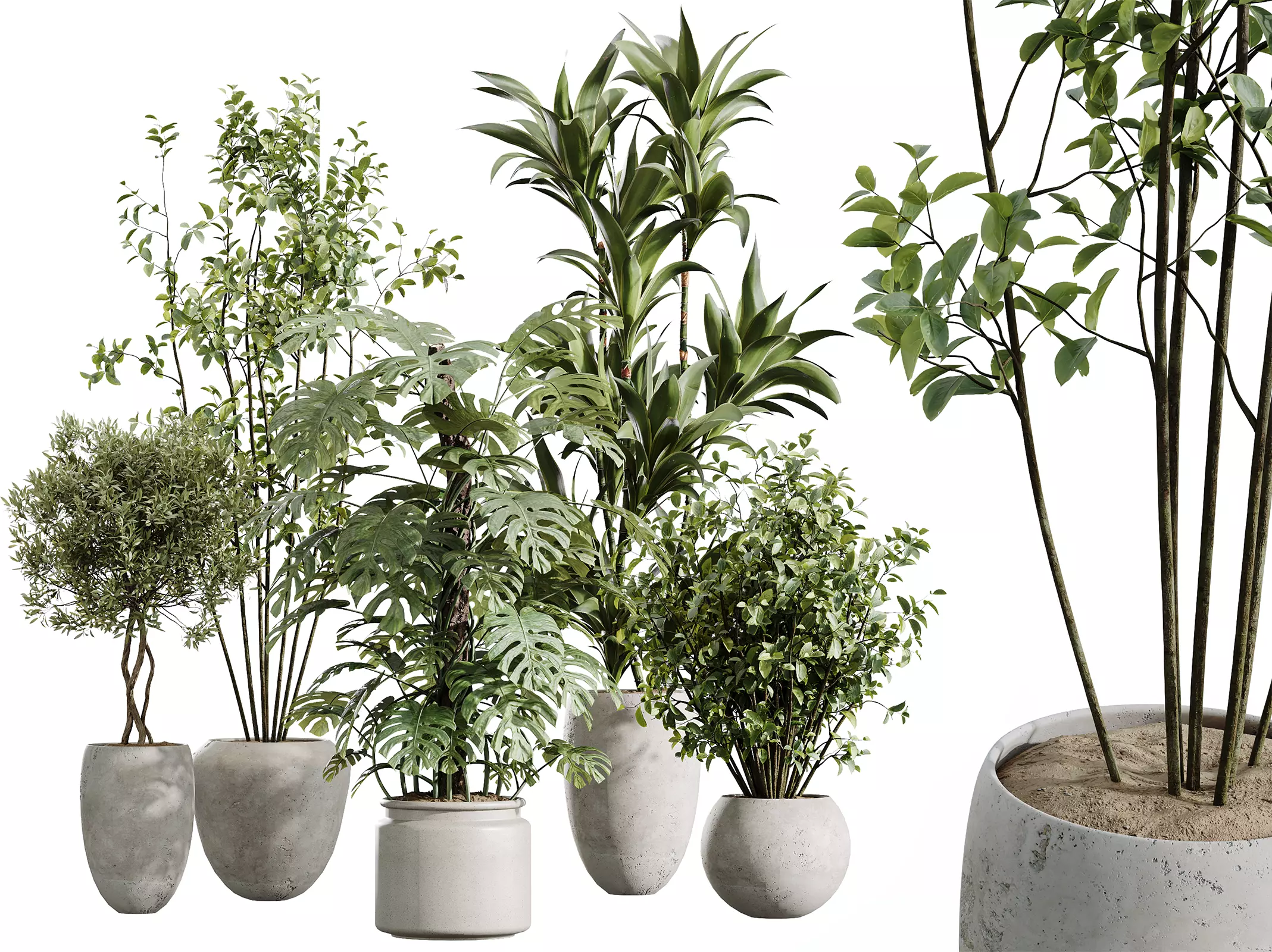 AV Indoor Plants Set 443 Olive Eucalyptus Warneckii Lemon 3D model