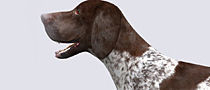 3DRT - German shorthaired pointer Low-poly 3D model_5