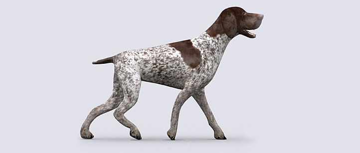3DRT - German shorthaired pointer Low-poly 3D model_3
