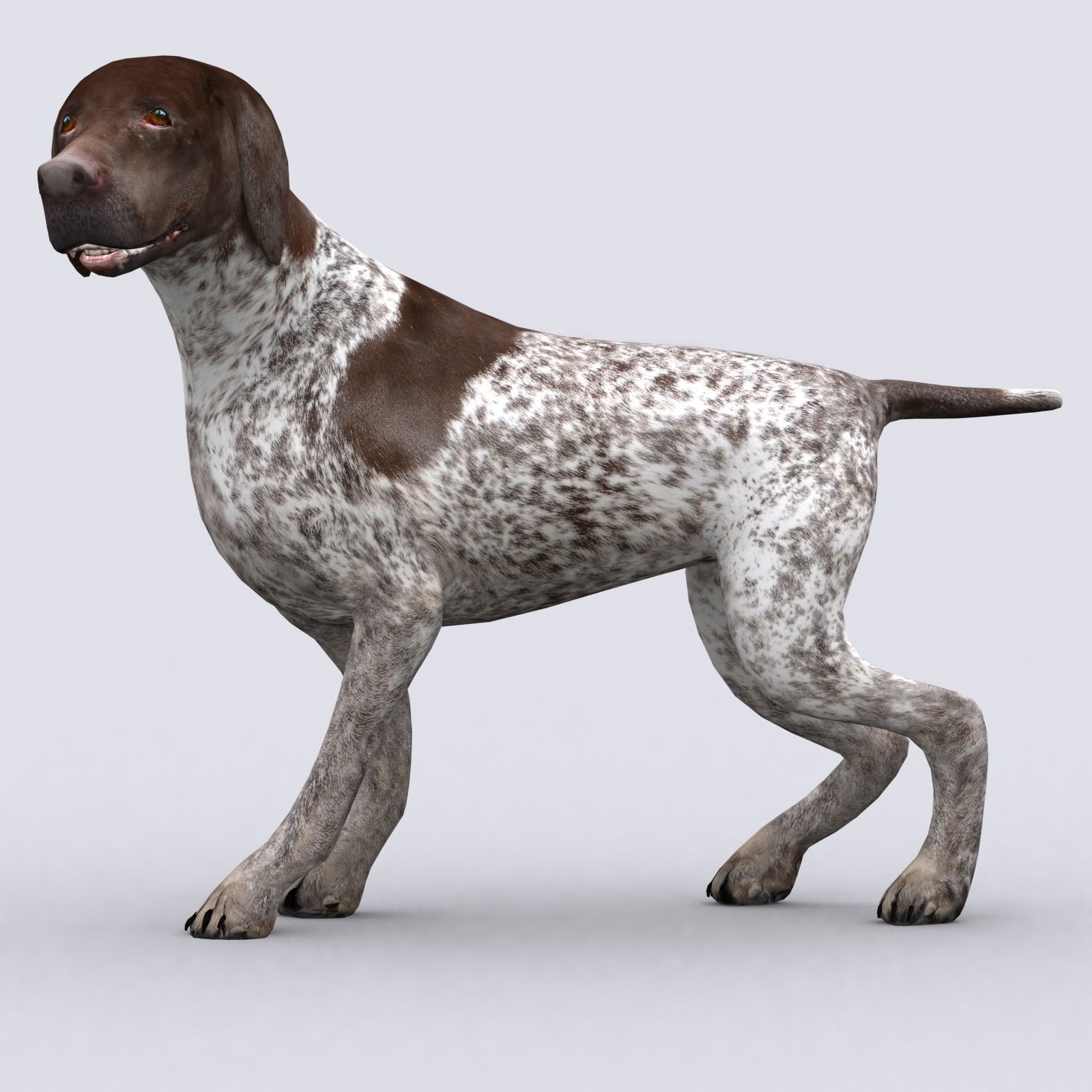 3DRT - German shorthaired pointer Low-poly 3D model_7
