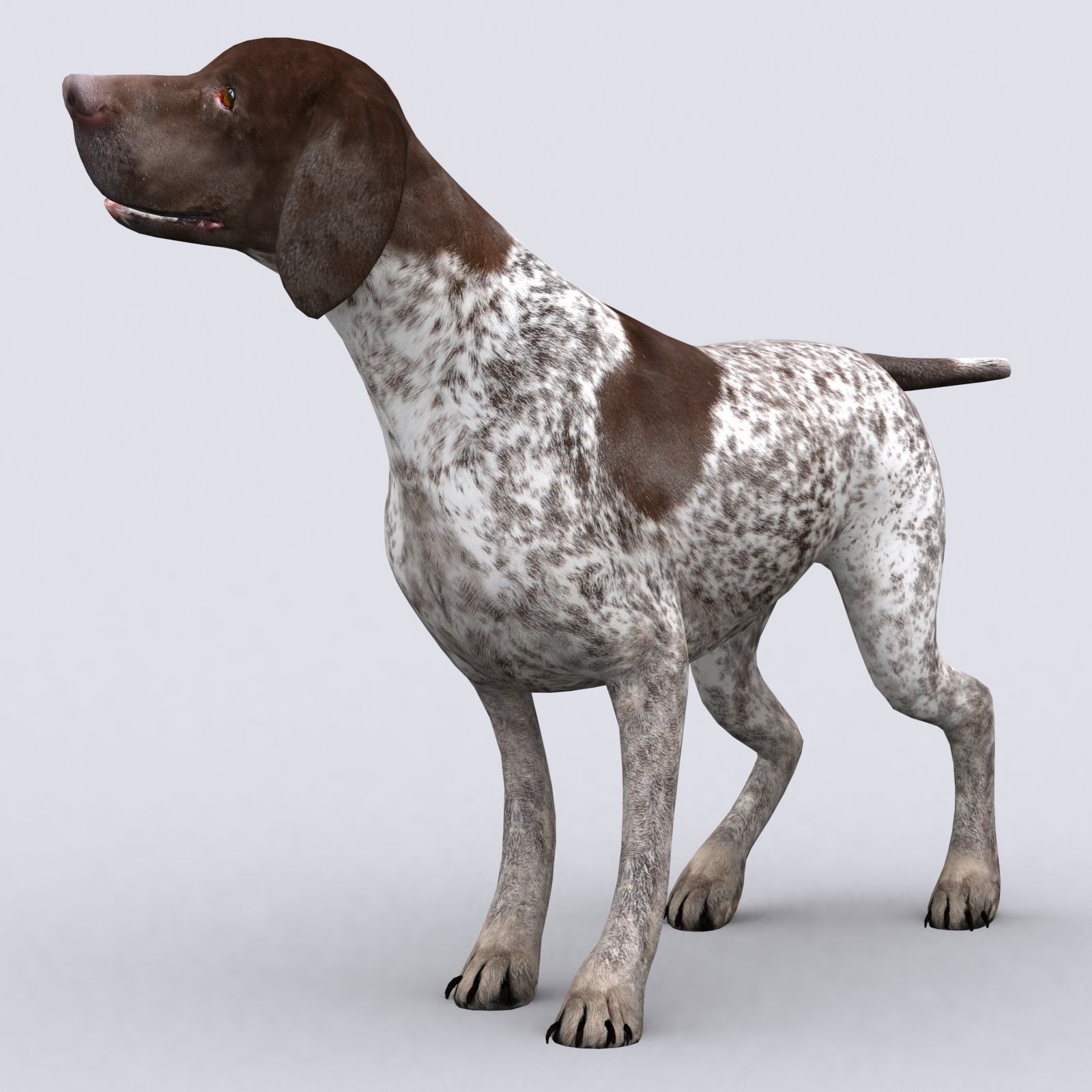 3DRT - German shorthaired pointer Low-poly 3D model_4