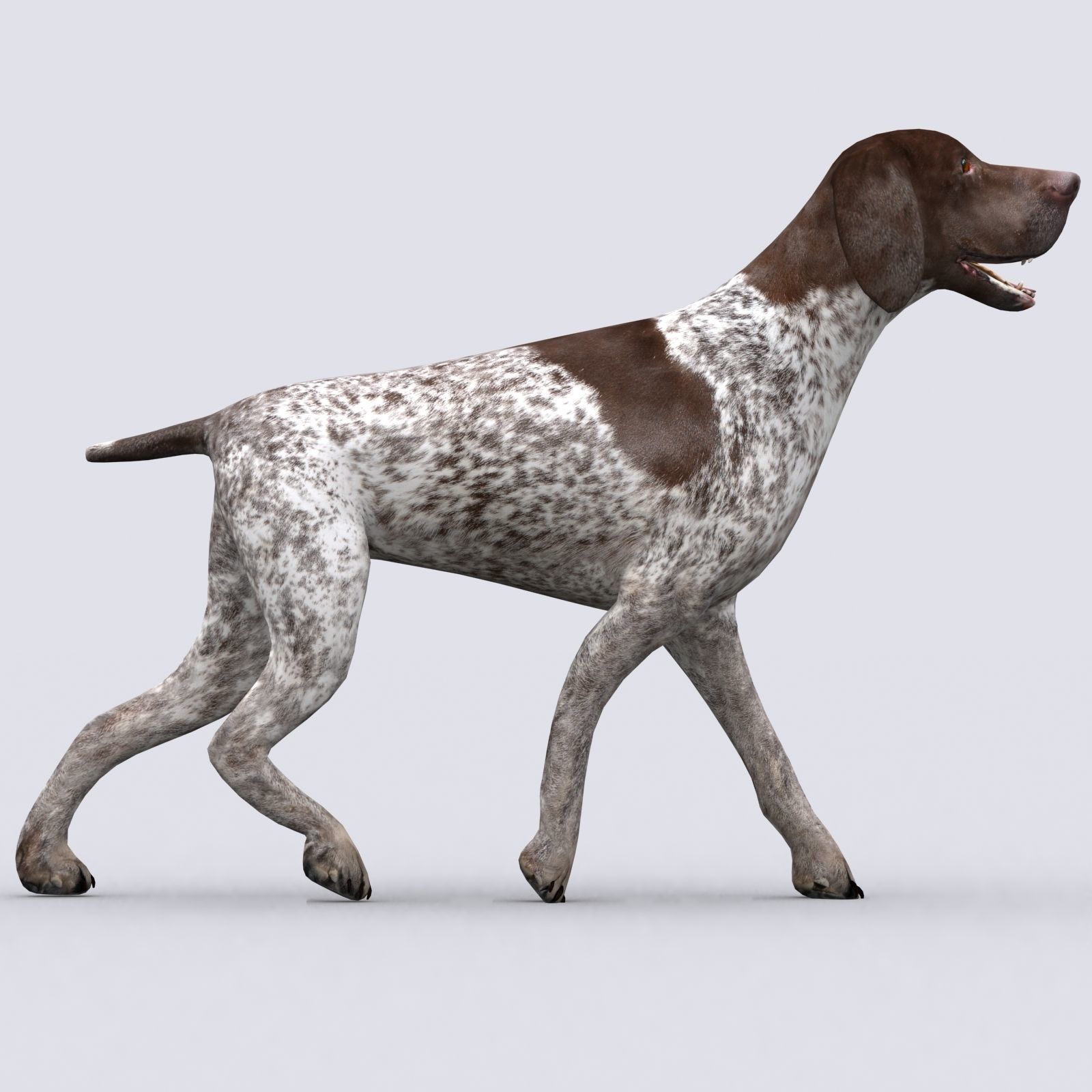 3DRT - German shorthaired pointer Low-poly 3D model_6