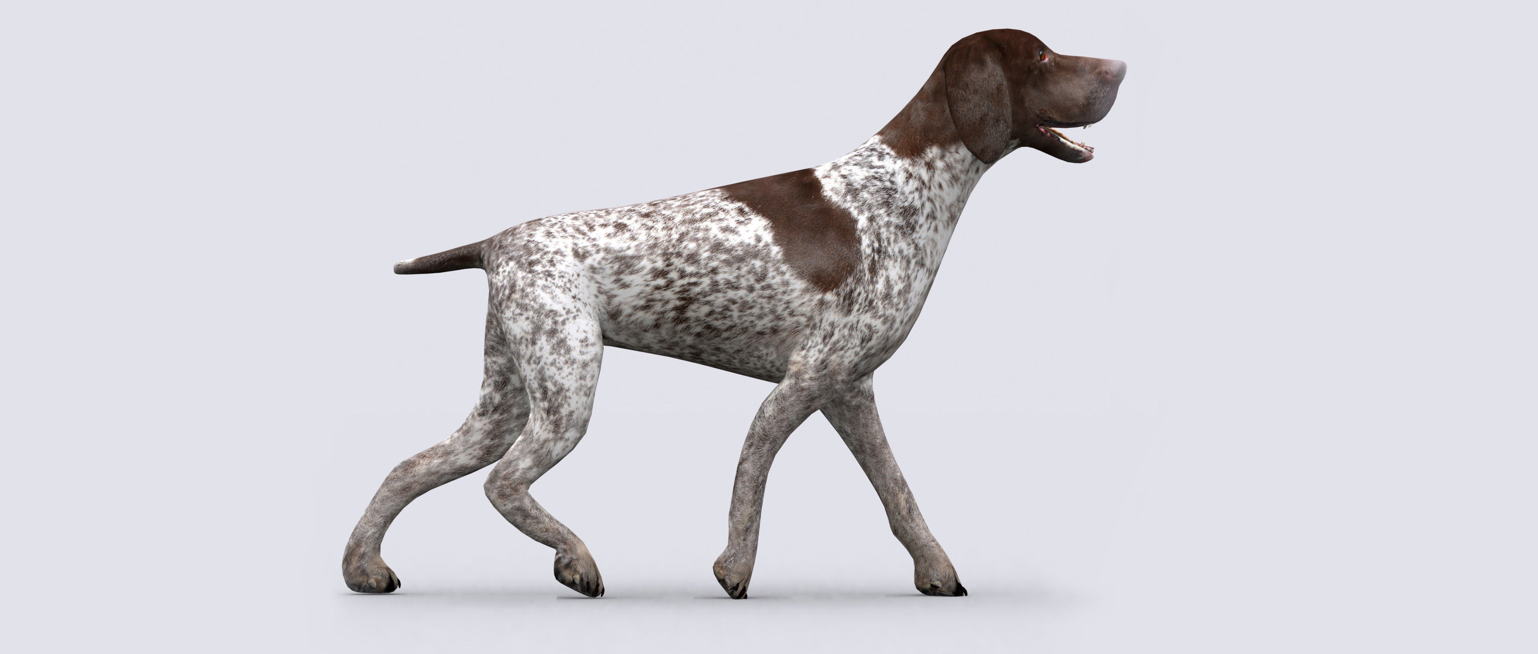 3DRT - German shorthaired pointer Low-poly 3D model_8