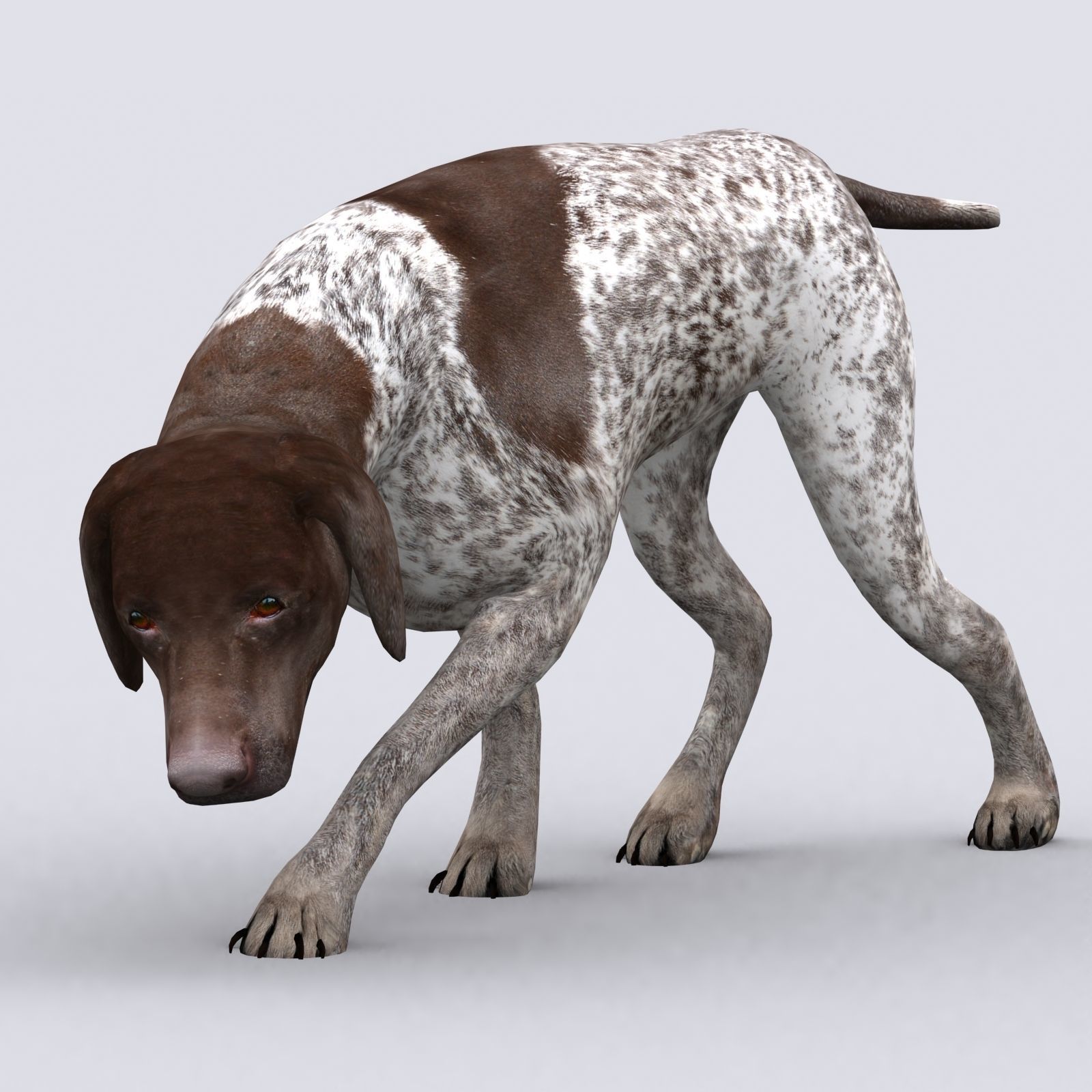 3DRT - German shorthaired pointer Low-poly 3D model_2