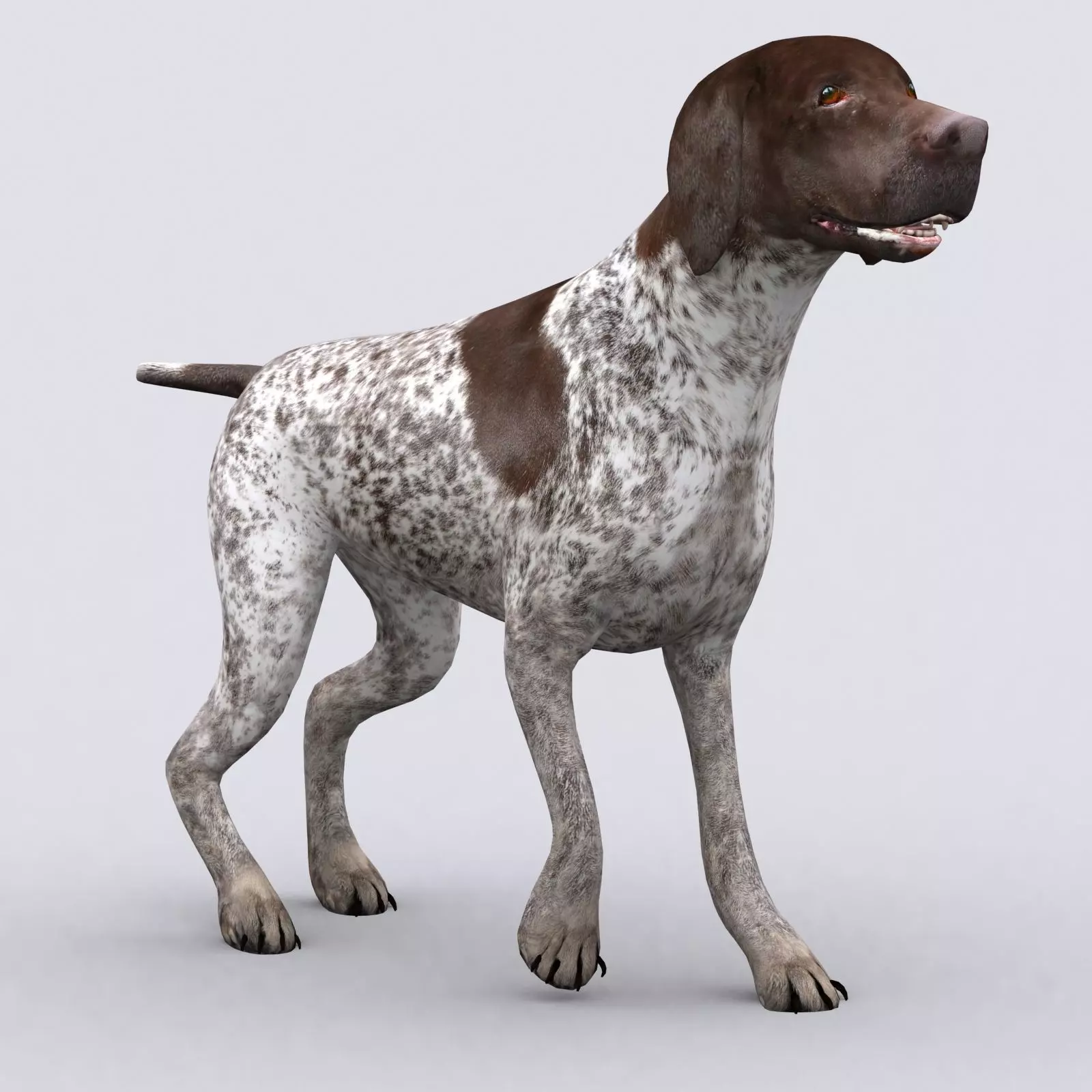 3DRT - German shorthaired pointer Low-poly 3D model_0