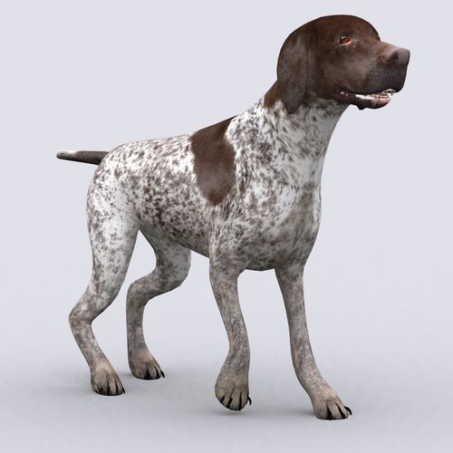 3DRT - German shorthaired pointer Low-poly 3D model
