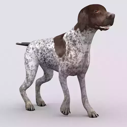 3DRT - German shorthaired pointer Low-poly 3D model