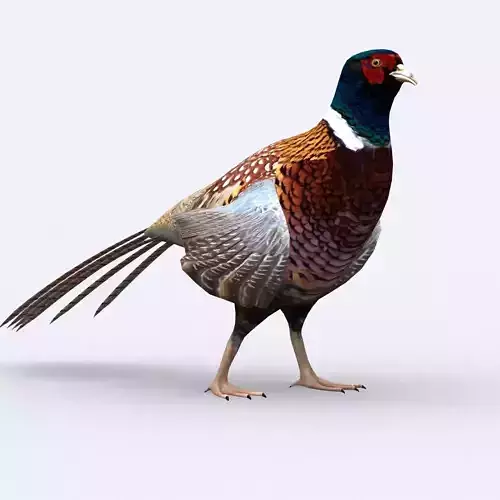 3DRT - Pheasant Low-poly 3D model